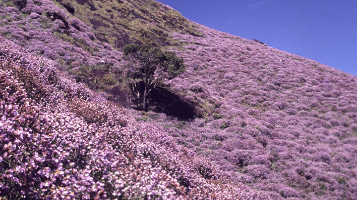 neelakurinji_bloom